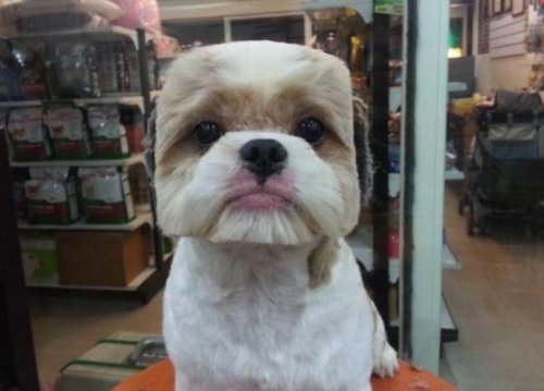 Необычные стрижки тайваньских собак (10 фото) Необычные стрижки тайваньских собак (10 фото)