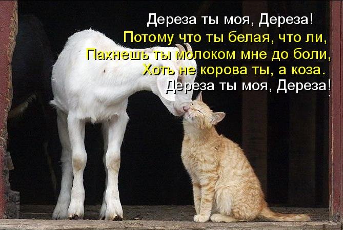 Котоматрица (81 фото)