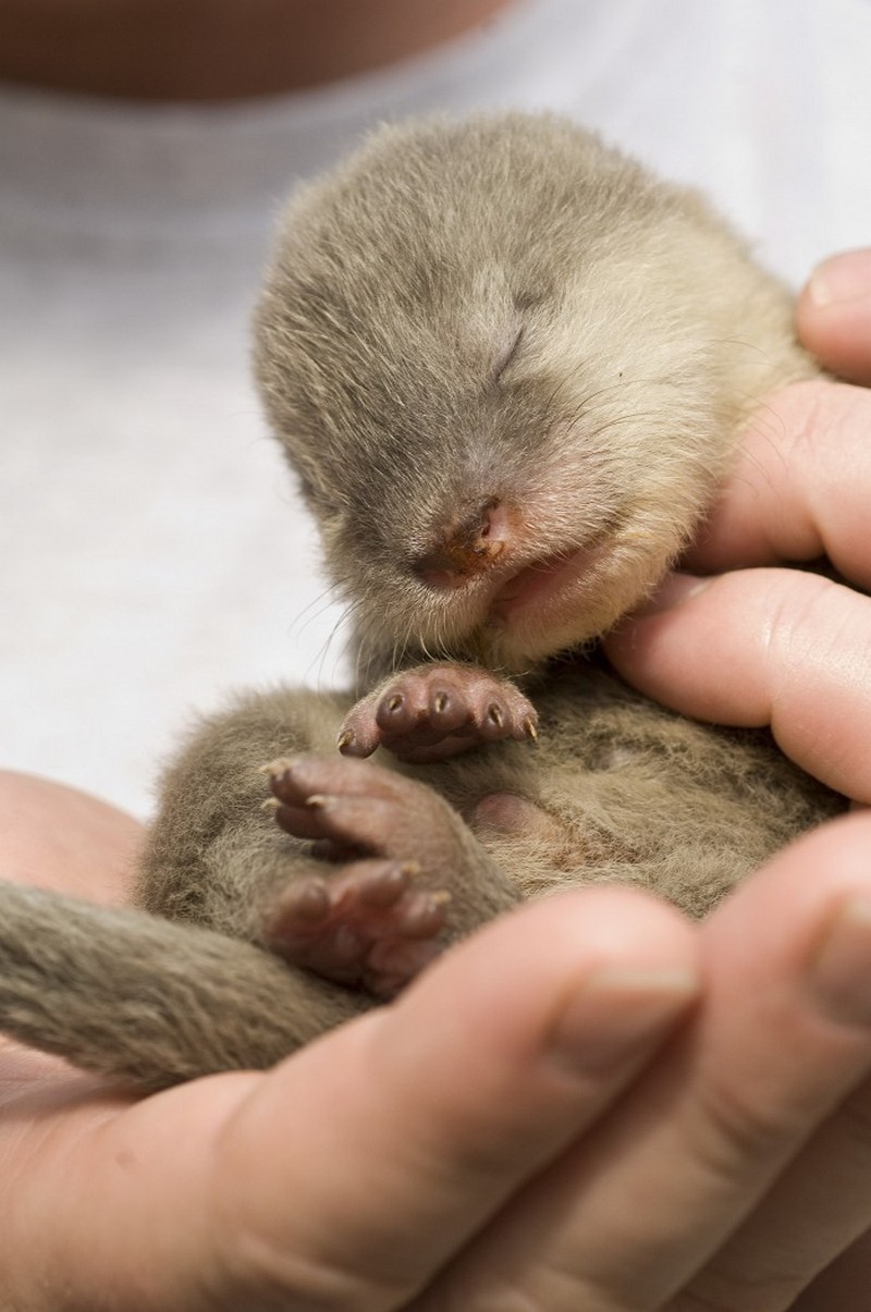 animalbaby36
