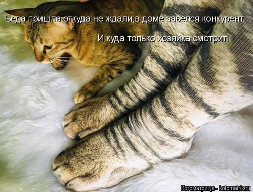 Коллекция лучших котоматриц недели