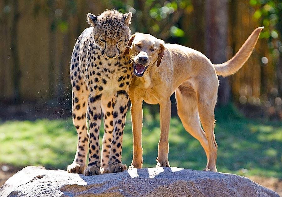 Про дружбу кошек с собаками