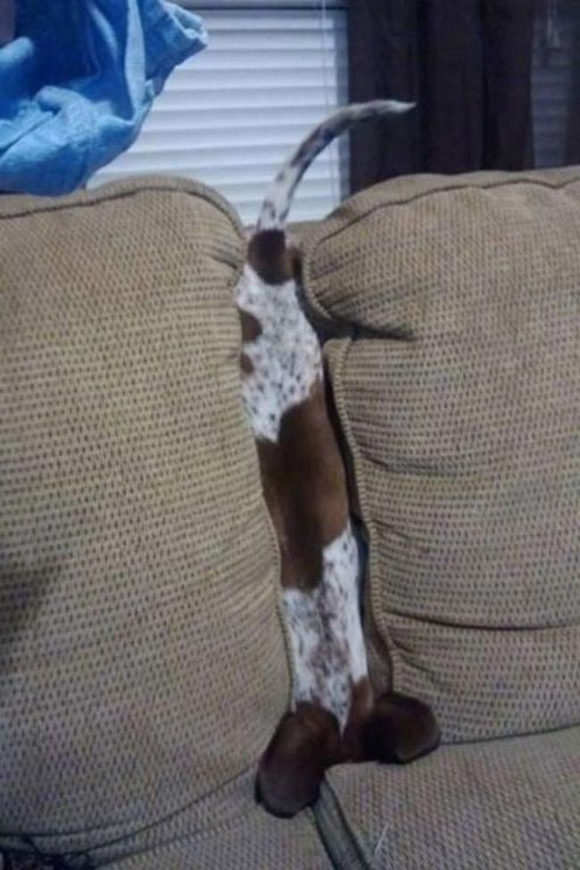 30 неприхотливых собак, которые будут сидеть везде, где им вздумается comfydogs22 30 неприхотливых собак, которые будут сидеть везде, где им вздумается