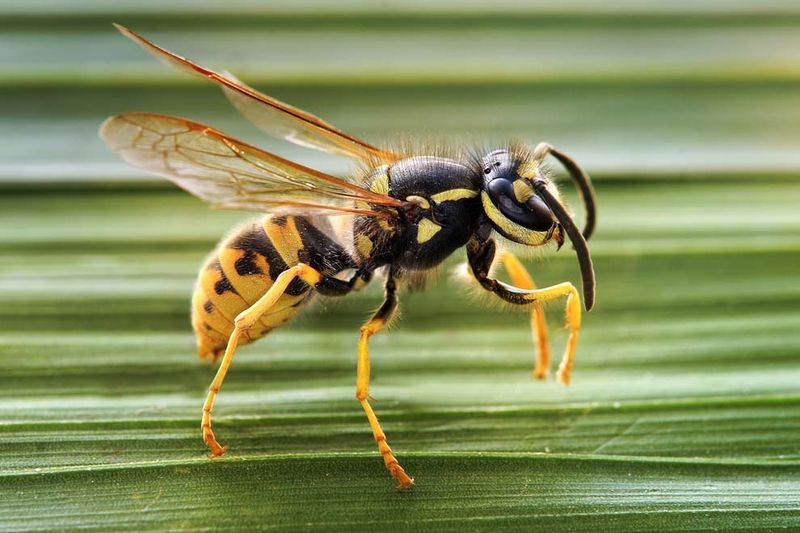 Ученые: яд бразильской осы разрывает раковые клетки