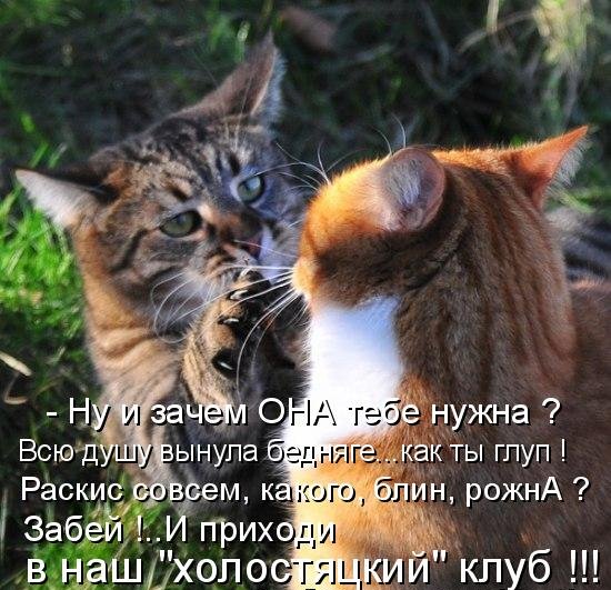 Котоматрица (81 фото)