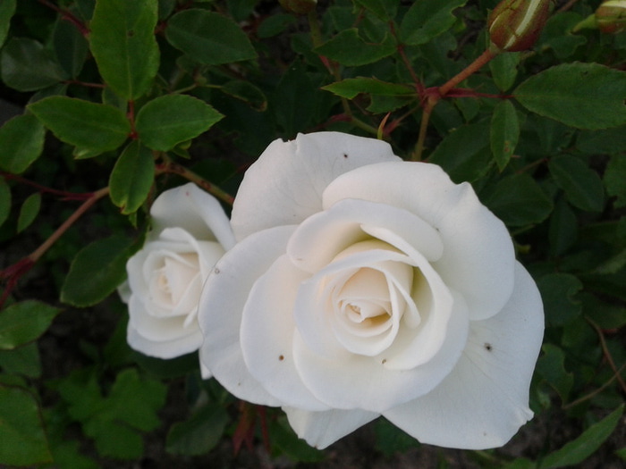 Фото-0222 (700x525, 79Kb)