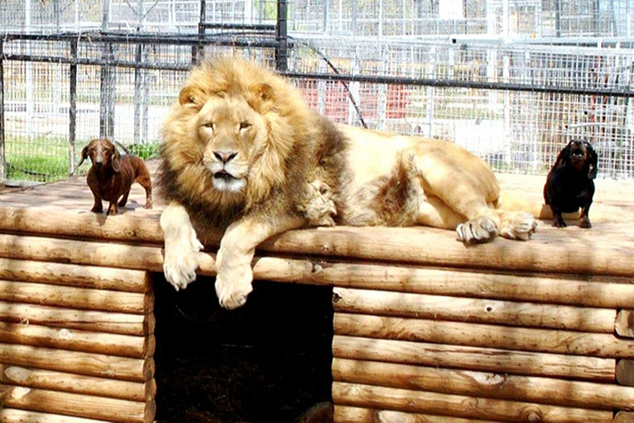 unusual-animal-friendship-76