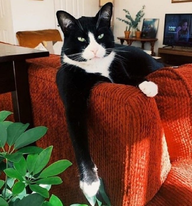 Недовольный кот Кот на кресле