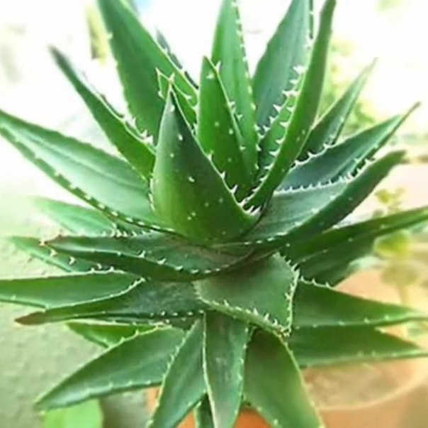 ЧЕТЫРЕ КОМНАТНЫХ РАСТЕНИЯ, КОТОРЫЕ ДОЛЖНЫ БЫТЬ В КАЖДОЙ КВАРТИРЕ