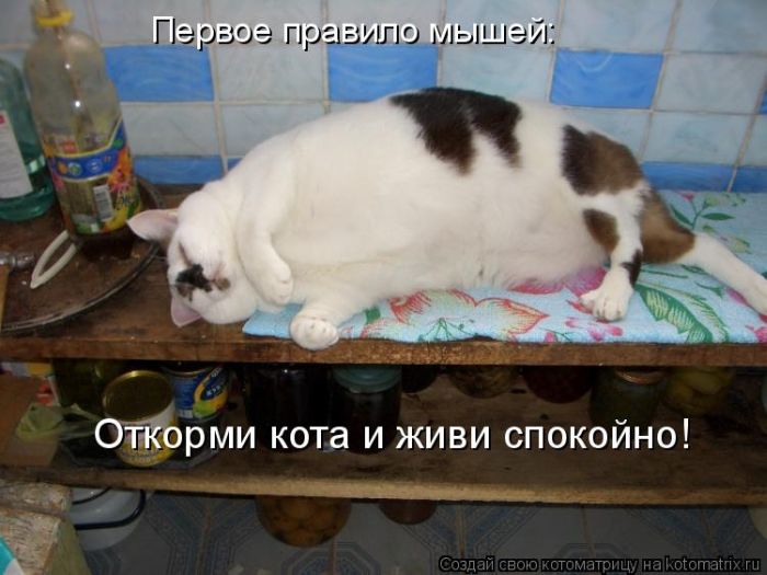 Лучшие котоматрицы недели (49 фото) Забавный котопост