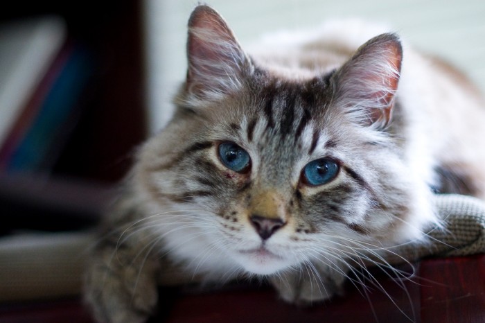 Рагамаффин