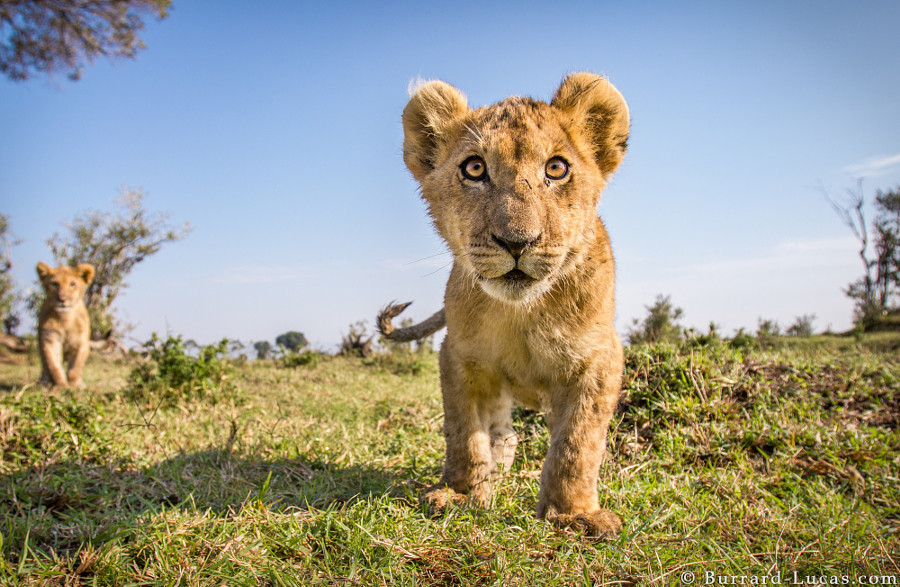 10. Уилл Бёррард-Лукас (Will Burrard-Lucas) животные, природа, фото, фотограф