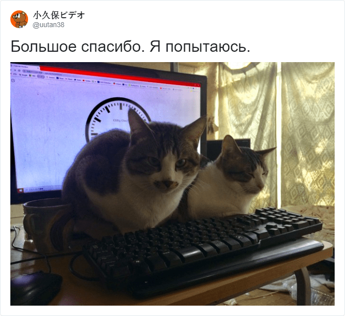 Кот мешает работать и лезет на клавиатуру? В сети предложили лайфхак, который прост и гениален
