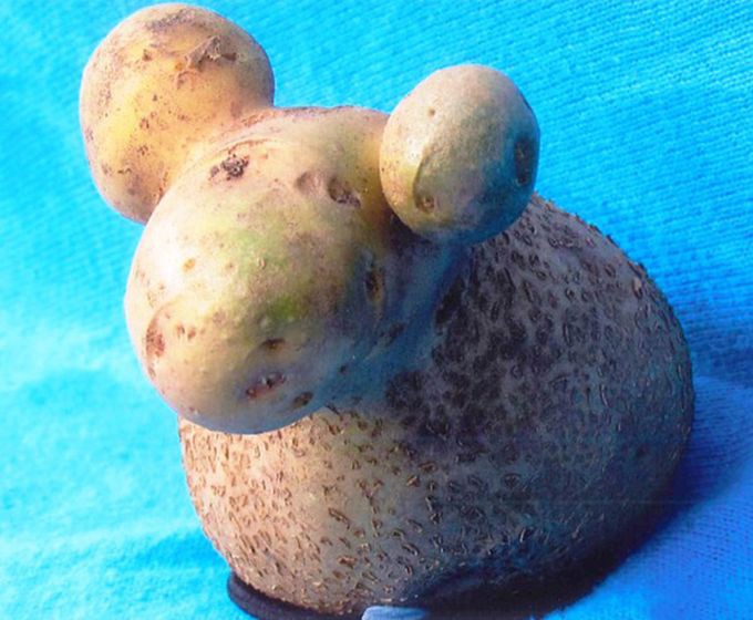 10. Картошка-барашка 10. Картошка-барашка овощи, фрукиы