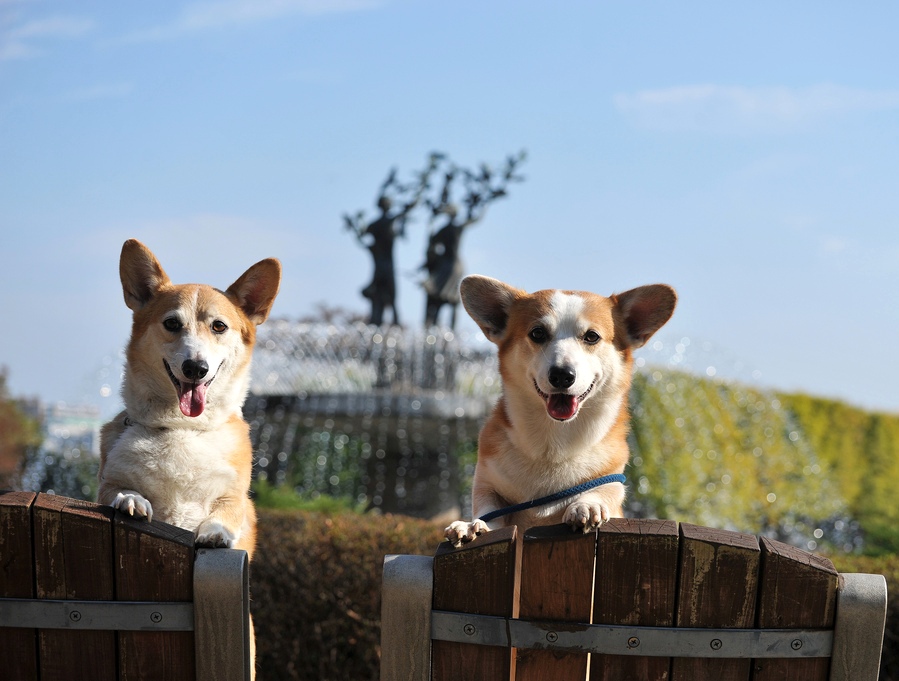 ������ ����� �����-�����. ����