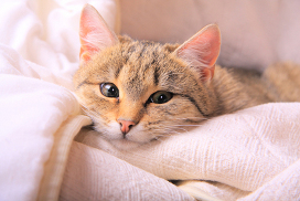 КОШКИН ДОМ. Течка у кошки