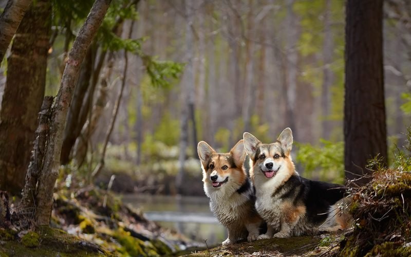 ������ ����� �����-�����. ����