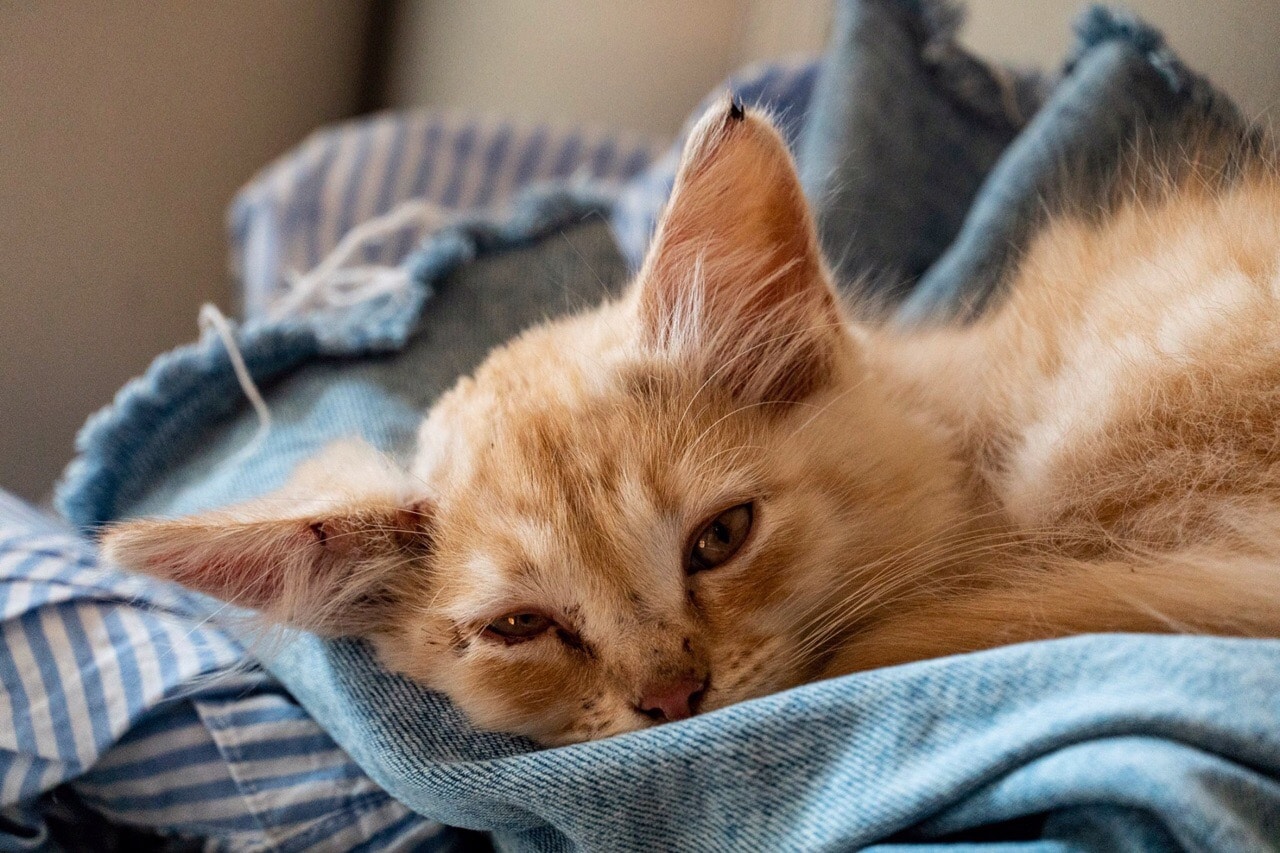 помощь котенку рыжий кот