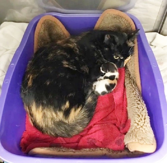 Кошка с котенком Котенок с мамой