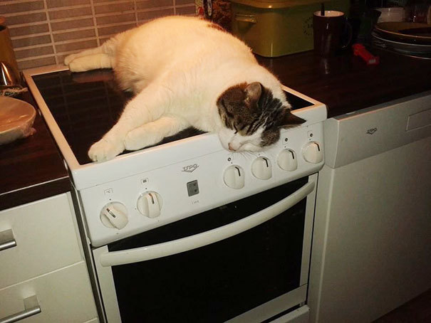 Спящие кошки