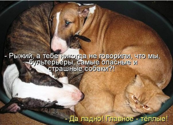 Кошки и собаки. Враги или друзья? животные, коты, кошки и собаки, прикол