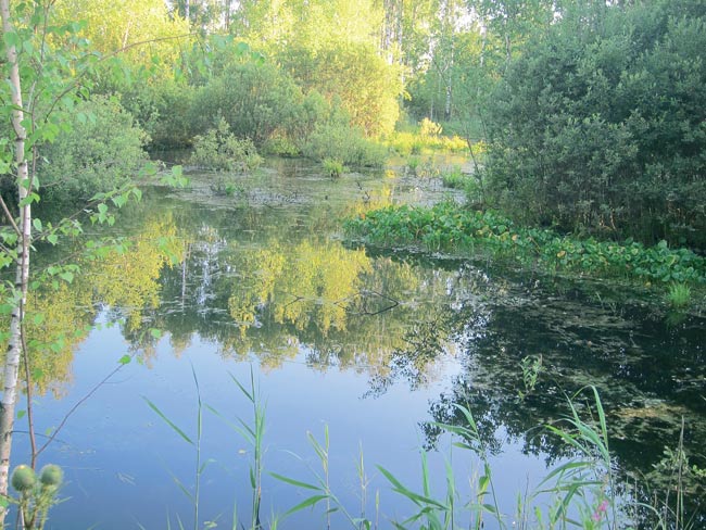 Нижегородский басс. Илья Нужин басс93.jpg