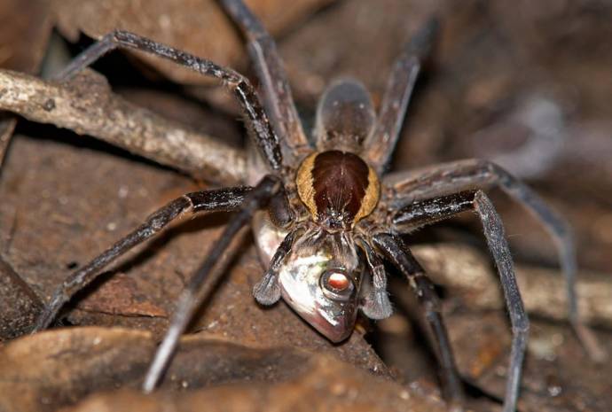 В АВСТРАЛИИ НАЙДЕН ПАУК, КОТОРЫЙ ОХОТИТСЯ НА РЫБУ