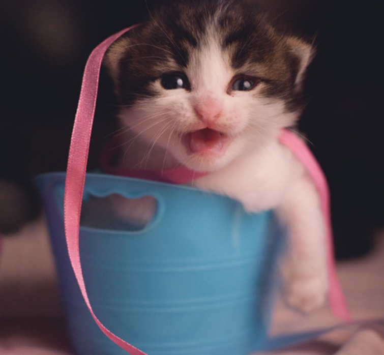 2afa1de76c21fc9a9e2f26fa0b14358a