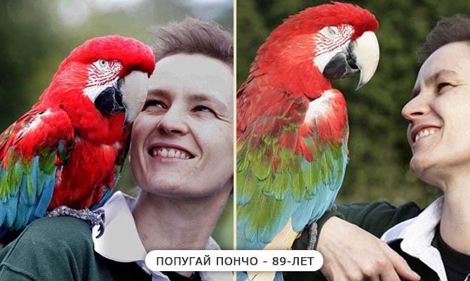 Самый старый попугай, Пончо 89 лет - Интересные факты о попугаях Интересные факты о попугаях + Видео