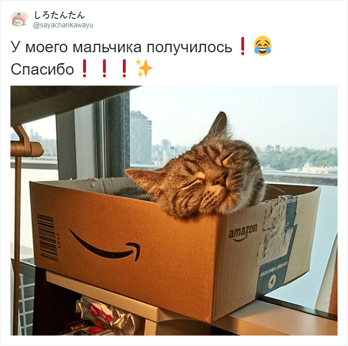Кот мешает работать и лезет на клавиатуру? В сети предложили лайфхак, который прост и гениален