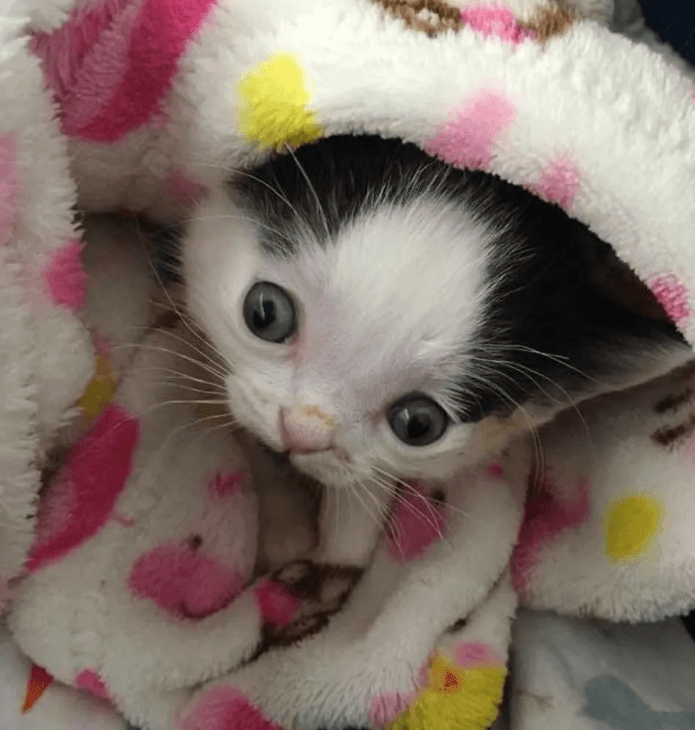 Ни один человек не хотел брать из приюта котенка со странной внешностью, но потом случилось чудо