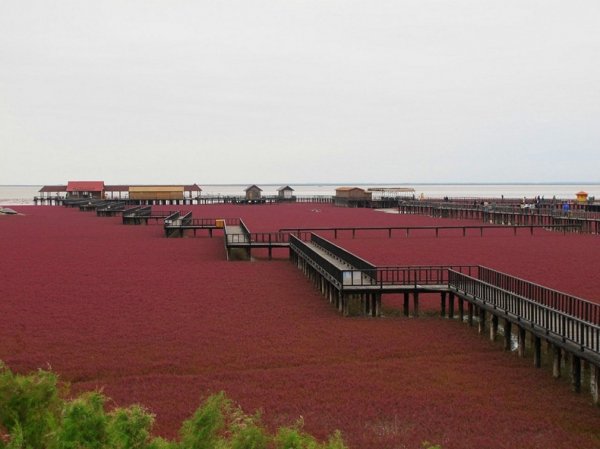 Красный пляж в Китае (6 фото)
