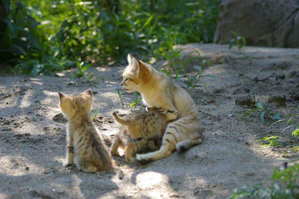 http://animalworld.com.ua/images/2011/August/Animals/Felis-margarita/Felis-margarita_8.jpg