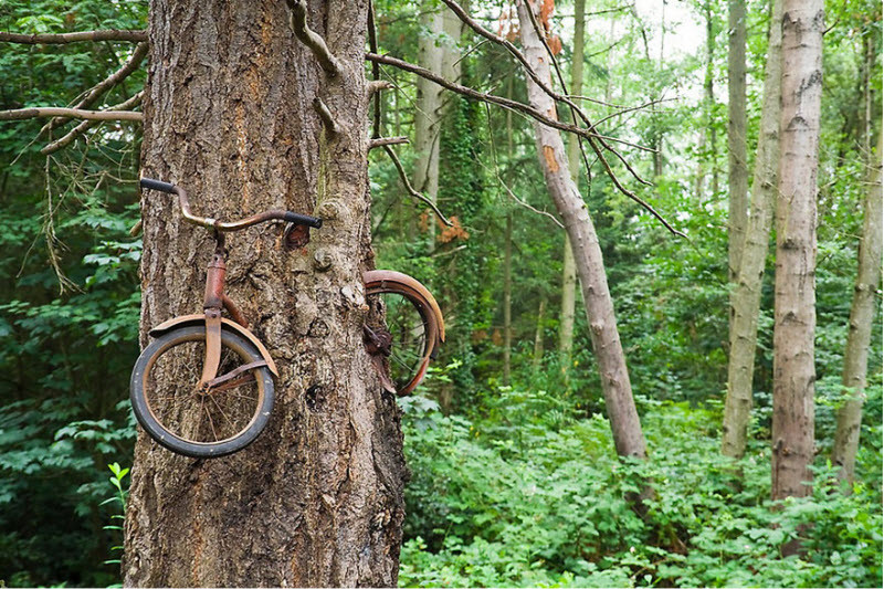 Велосипед, «съеденный» деревом. интересное, природа, фото