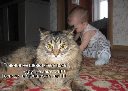 Ребенок и большой кот котоматрица фото позитив