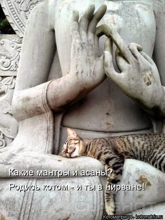 Лучшие котоматрицы недели