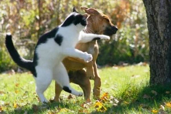 Кошки и собаки. Враги или друзья? животные, коты, кошки и собаки, прикол