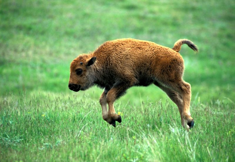 animalbaby25