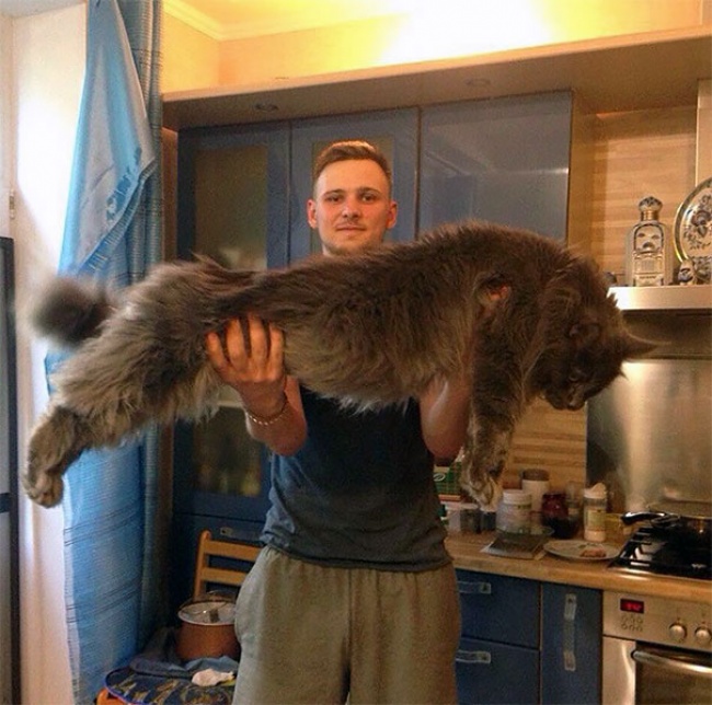 КОШКИН ДОМ. А они совсем не мелкотня! КОШКИН ДОМ. А они совсем не мелкотня!