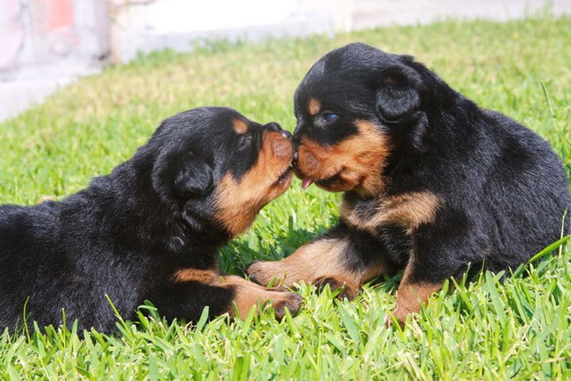Фото сладких поцелуев, которые растопят даже самое холодное сердце животные, фото, щенки