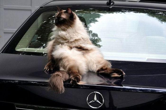 Подборка картинок Подборка картинок картинки, приколы