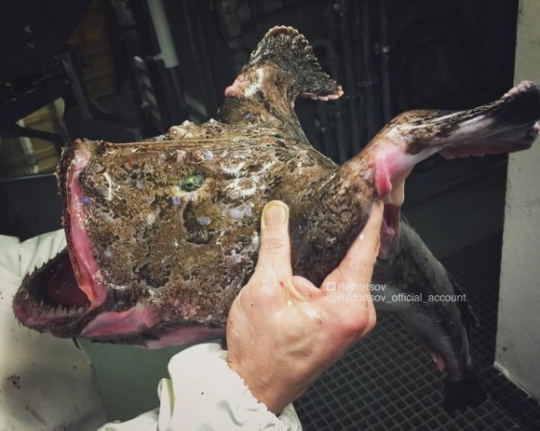 Чудища морских глубин Чудища морских глубин