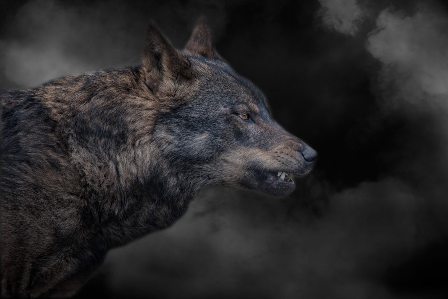 Дымчатый волк животные, природа, фото, фотограф