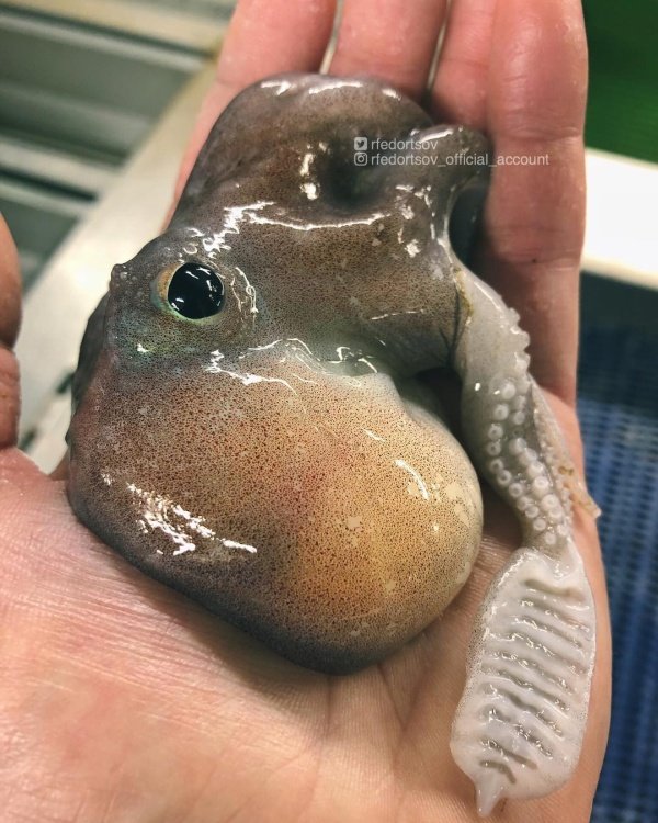 Чудища морских глубин Чудища морских глубин