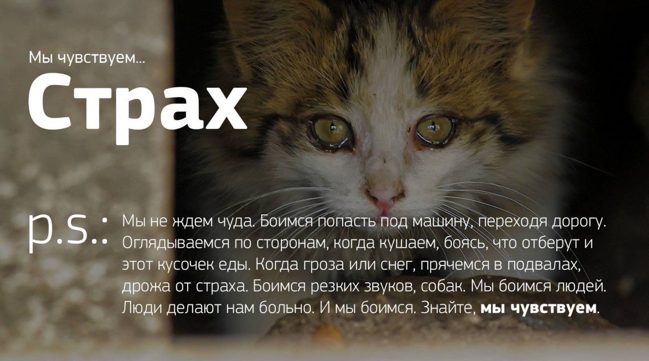 Мы чувствуем