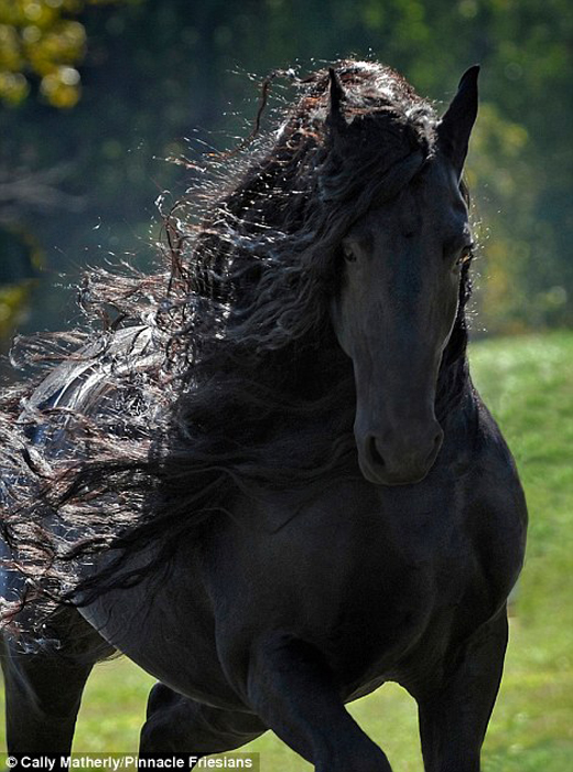 Самая красивая лошадь в мире - чёрный жеребец Фридрих Великий
