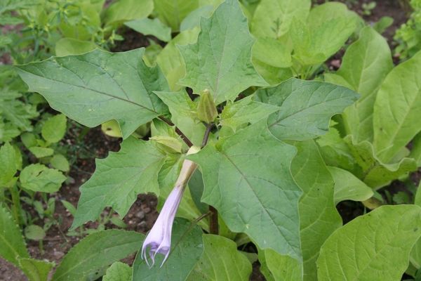 Datura stramonium var. tatula