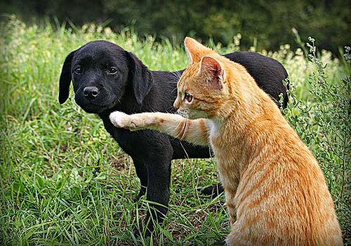 Смешные кошки