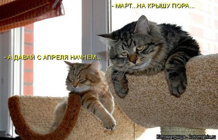 Лучшие котоматрицы недели