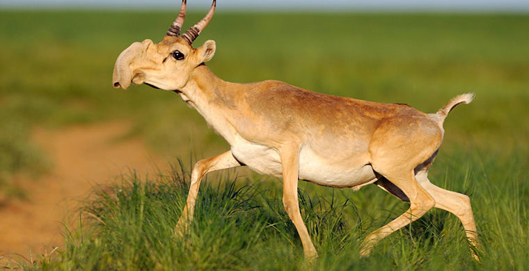 Редкие животные России