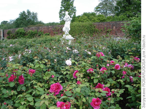 Такой классический розарий в одиночку не под силу разбить в обычном саду. Фото автора